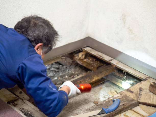 Best Mold Remediation  in Casa Grande, AZ