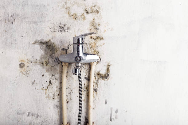 Best Affordable Mold Removal  in Casa Grande, AZ