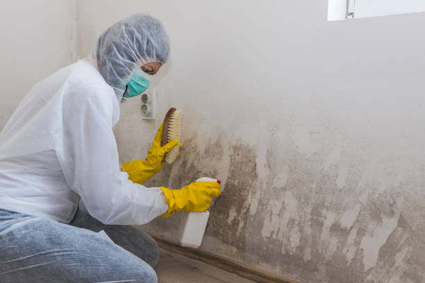 Certified Mold Removal in Casa Grande, AZ