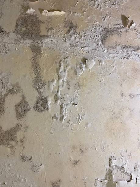Best Mold Testing and Removal  in Casa Grande, AZ